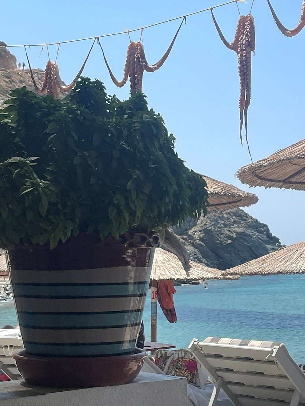 Sifnos Vroulidia Bay Octopus.jpg
